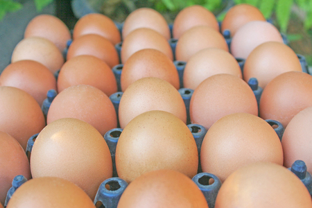 Fresh raw eggs ,asia