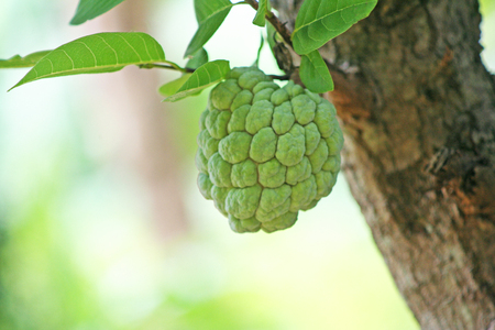 Young custard apple hanging on treeの写真素材
