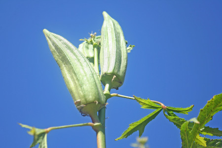 green fruit from ladyâs fingerの写真素材