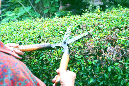 gardener cutting  Hokkien tea fence with Grass shears