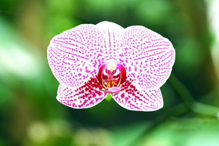 Orchid genus Vanda flower purple blooming on the treeの写真素材
