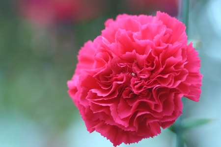 Sweet red carnation on backgroundの写真素材