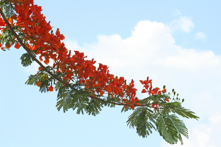 Orange peacock tree and vivid skyの写真素材