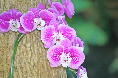 Inflorescence of purple orchidの写真素材