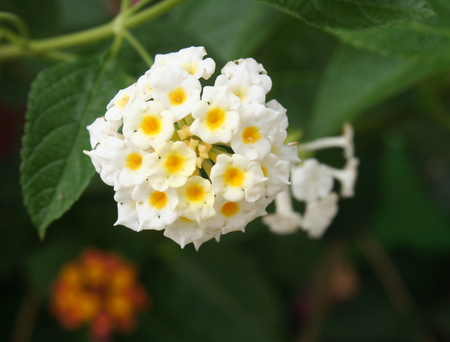 White Hedge Flower ,Lantana camaraの写真素材