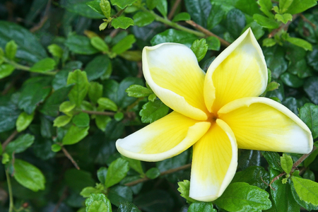 Frangipani flower on hokkien tea fenceの写真素材