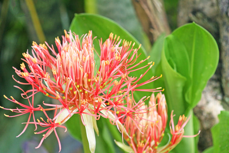 Blood flower or  Powder puff lily ,Blooming only May