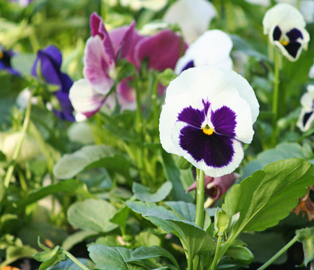 Colorful pansy viola flowersの写真素材