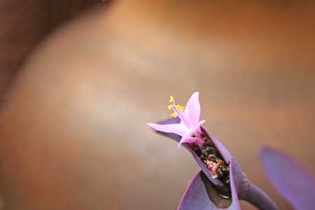 Inflorescence of purple heart plants with water drops ,Tradescantia pallida (Rose) D.R.Huntの写真素材