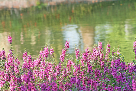 Pink snap dragon flowers near river,Antirrhinum majusの写真素材