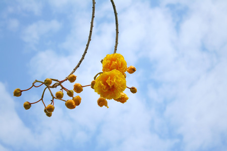 Beautiful yellow Silk Cotton flowers on vivid blue sky,Cochlospermum regiumの写真素材