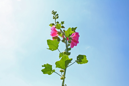Inflorescence of red hollyhock flowerの写真素材