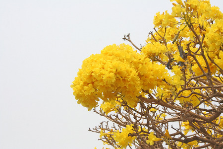 Yellow flower blooming,Golden Treeの写真素材