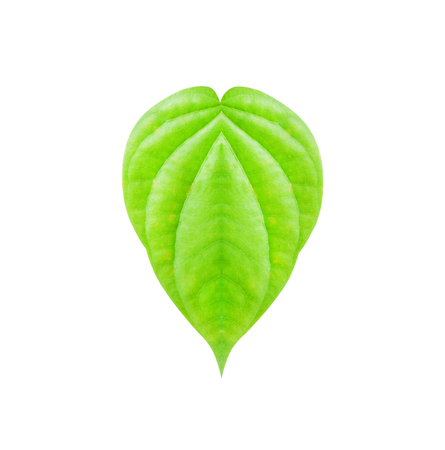 Piper betle natural patterns isolated on white background