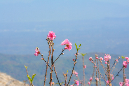Treetop of pink sakura flower blooming on  blue sky backgroundの写真素材