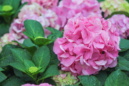 Pink hydrangea flowers in garden,Natural patterns backgroundの写真素材