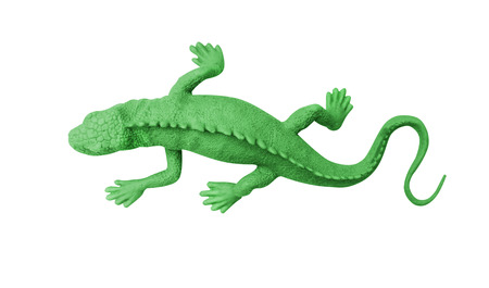 Top view green rubber gecko isolated on white background with clipping pathの写真素材