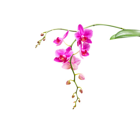 Inflorescence of purple orchids blooming isolated on white background  with clipping pathの写真素材