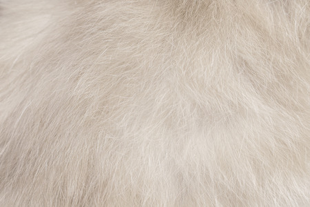 Cat fur patterns texture ,White or gray backgroundの写真素材