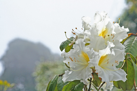 White flowers background,Rhododendron arboreum (Azalea) in doi inthanon National park of Thailand in Chiang Mai,highest mountain of Thailand.の写真素材