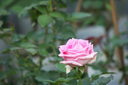 Pink rose in gardenの写真素材