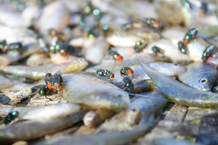 Live house fly insect group ( diptera ) on dried fish,の写真素材
