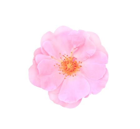 Top view pink rose flower  blooming isolated on  background withの写真素材