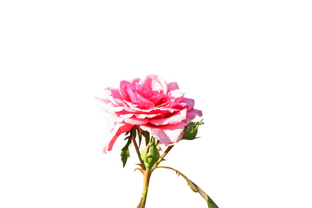 Pink rose flower  isolated on white backgroundの写真素材