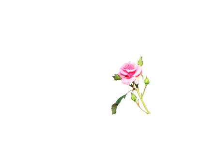 Beautiful Pink rose blooming and bud flowerの写真素材