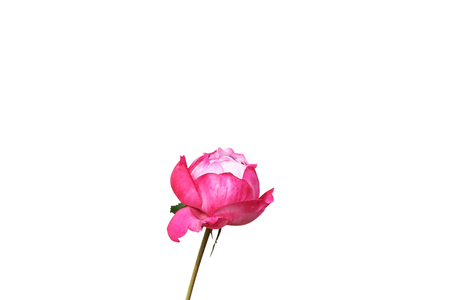 Pink rose flowerの写真素材