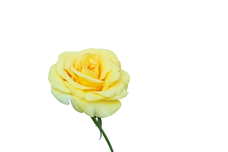 Yellow rose flower  isolated on white backgroundの写真素材