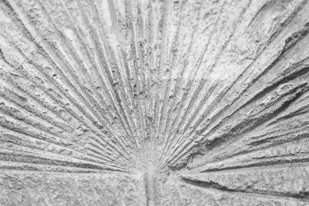 Gray concrete floor in  palm leaves printed patterns texture  for backgroundの写真素材