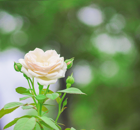 Inflorescence of white roses flower  blooming with bokeh in garden backgroundの写真素材