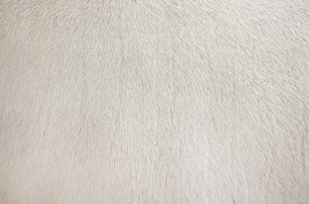 Real white cow  fur clean texture,Natural abstract pattern animal backgroundの写真素材