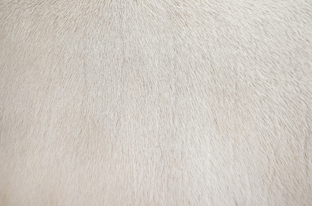 Real white cow  fur clean texture,Natural abstract pattern animal backgroundの素材 [FY310115393802]