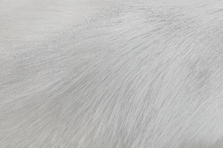 Fur gray or white dog texture abstract for background , Natural animal patterns skin