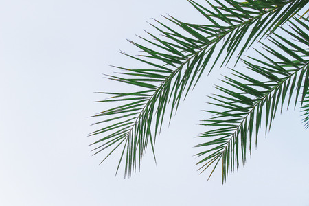 Natural pair of green palm leafs patterns for background