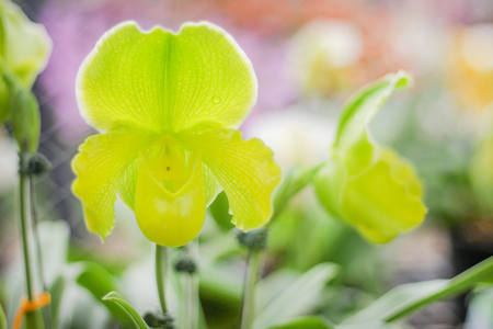 Colorful flowers green paphiopedilum natural ornamental pattern with water drop blooming in gardenの写真素材