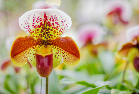 Colorful flowers paphiopedilum natural ornamental pattern with water drop blooming in gardenの写真素材