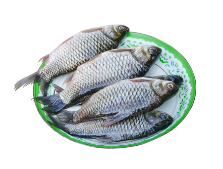 Fresh raw siamese mud carp or white fish group on green tray , nature fresh water patterns isolated...