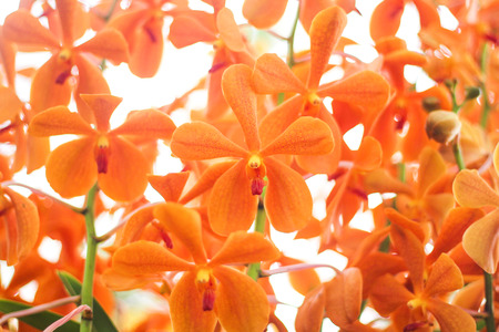 Patterns nature of colorful flowers orange vanda orchids group , ornamental plant patterns for backgroundの写真素材