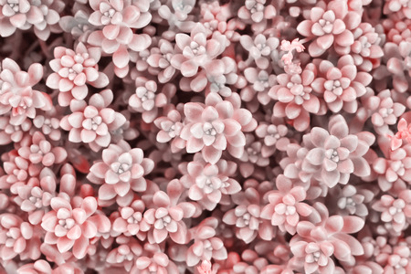 Top view colorful flowers small pink roses stone cactus group  blooming  in garden , Texture ornamental plants nature patterns for backgroundの写真素材