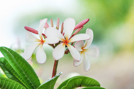 Patterns nature of colorful inflorescence   white plumeria rubra flowers blooming and red bud  ( frangipani )  in  gardenの写真素材