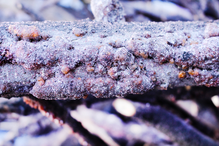 Nature patterns of laccifer lacca kerr , stick rasin on branches of rain tree with many aphids  , economic insect backgroundの写真素材