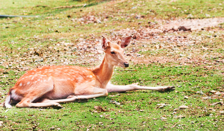 Young dear sitting on the meadow , nature relax backgroundの写真素材