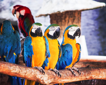 Colorful three blue and yellow macaw standing on the timber , ara chloropterus group nature backgroundの写真素材