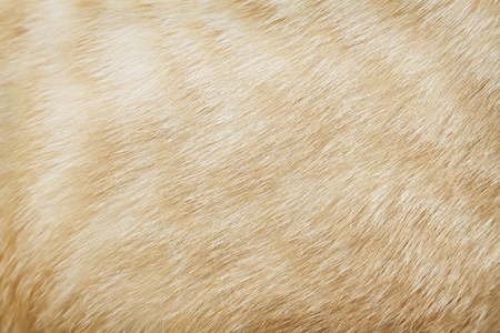 Brown cat fur patterns for background or texture
