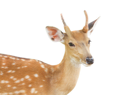Young dear standing isolated on white background with clipping pathの写真素材
