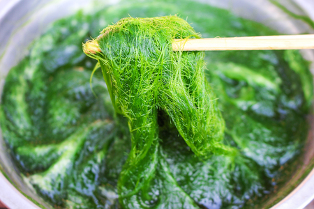 Fresh green spirogyra background , algae nature patterns texture on wood chopsticksの写真素材