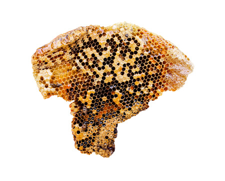 Honeycomb sheet with bee isolated on white background